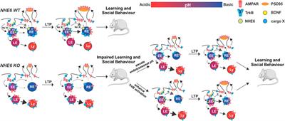 Roles of Endomembrane Alkali Cation/Proton Exchangers in Synaptic Function and Neurodevelopmental Disorders